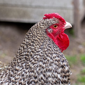 Grafika: Wysoce zjadliwa grypa ptakó...